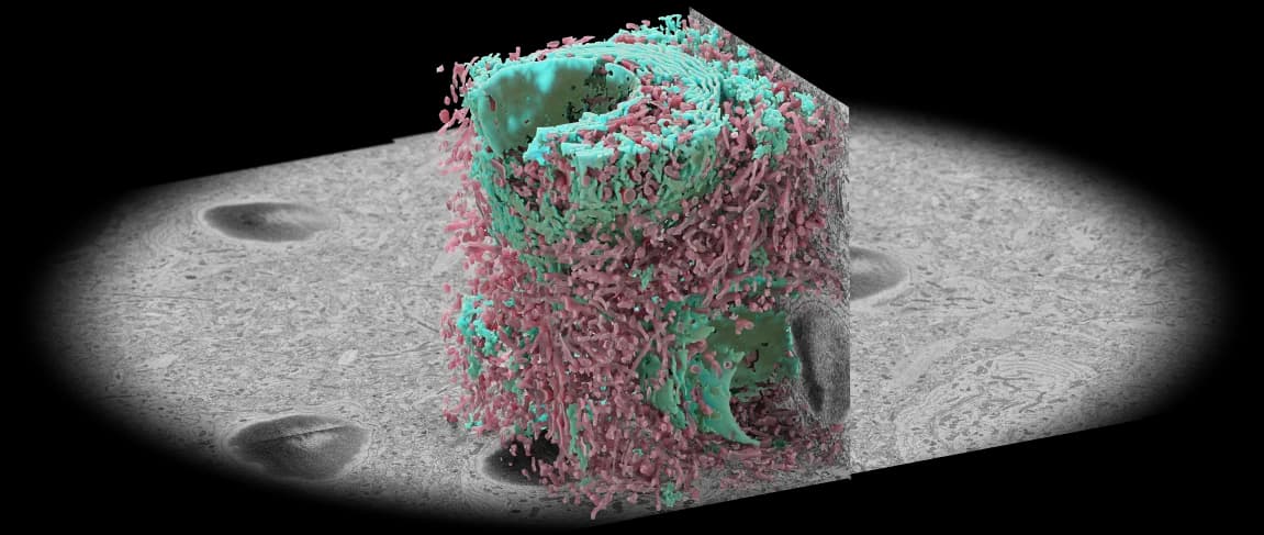3D Microscopy Sample