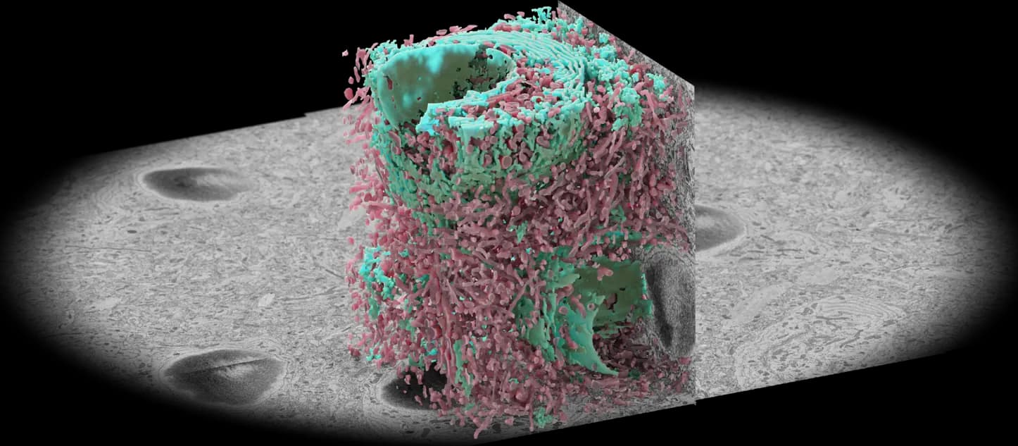 3D Microscopy Sample